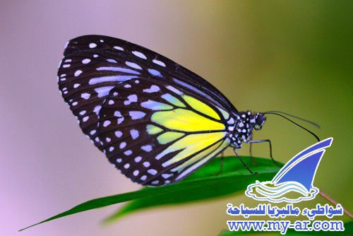 صور حديقة الفراشات